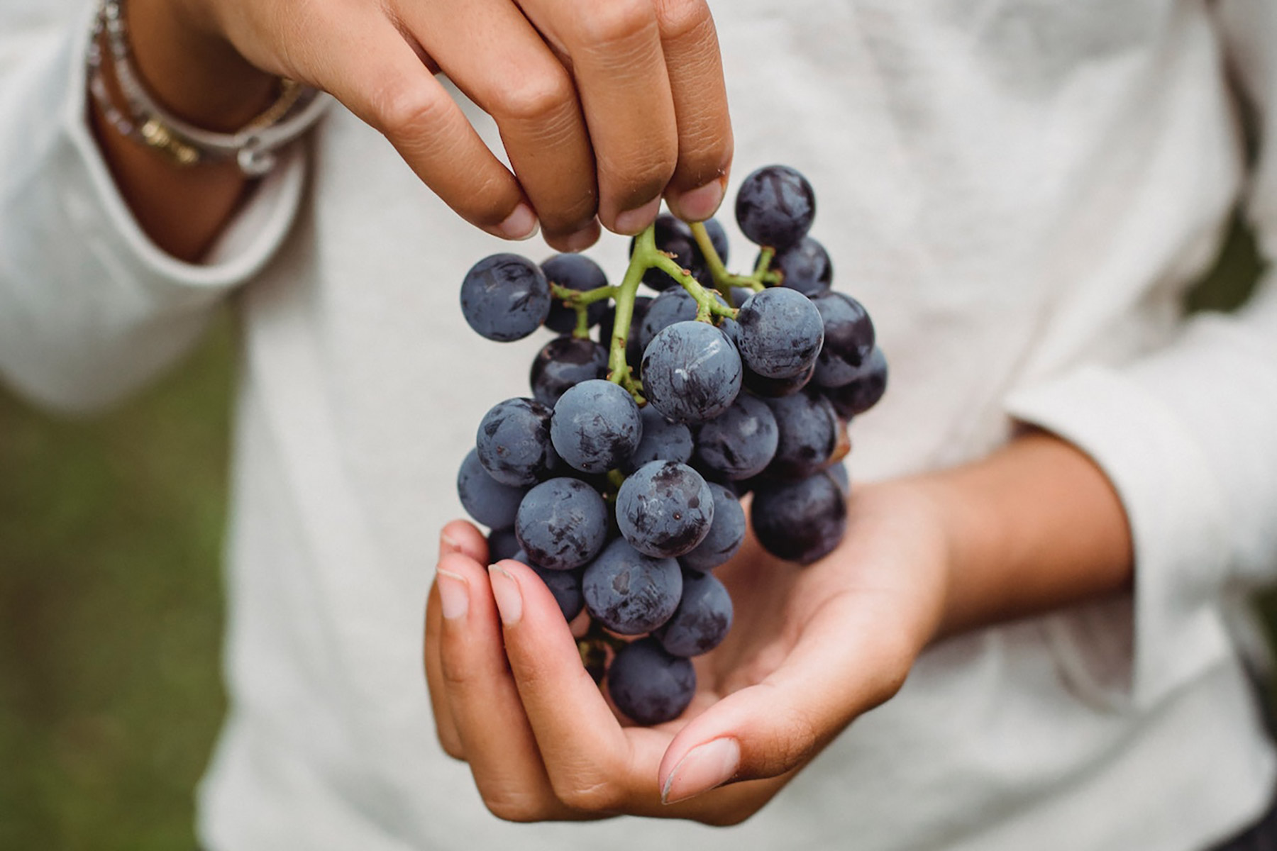 wine tours wine tasting santorini