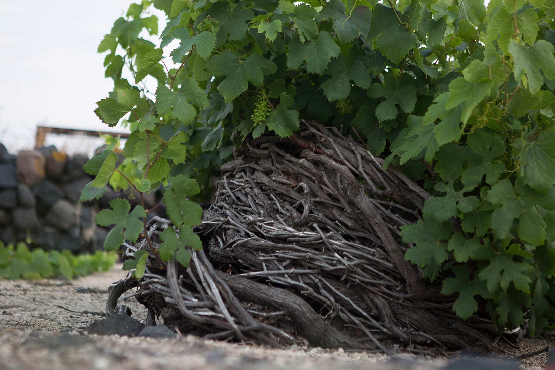 wine tours wine tasting santorini 12