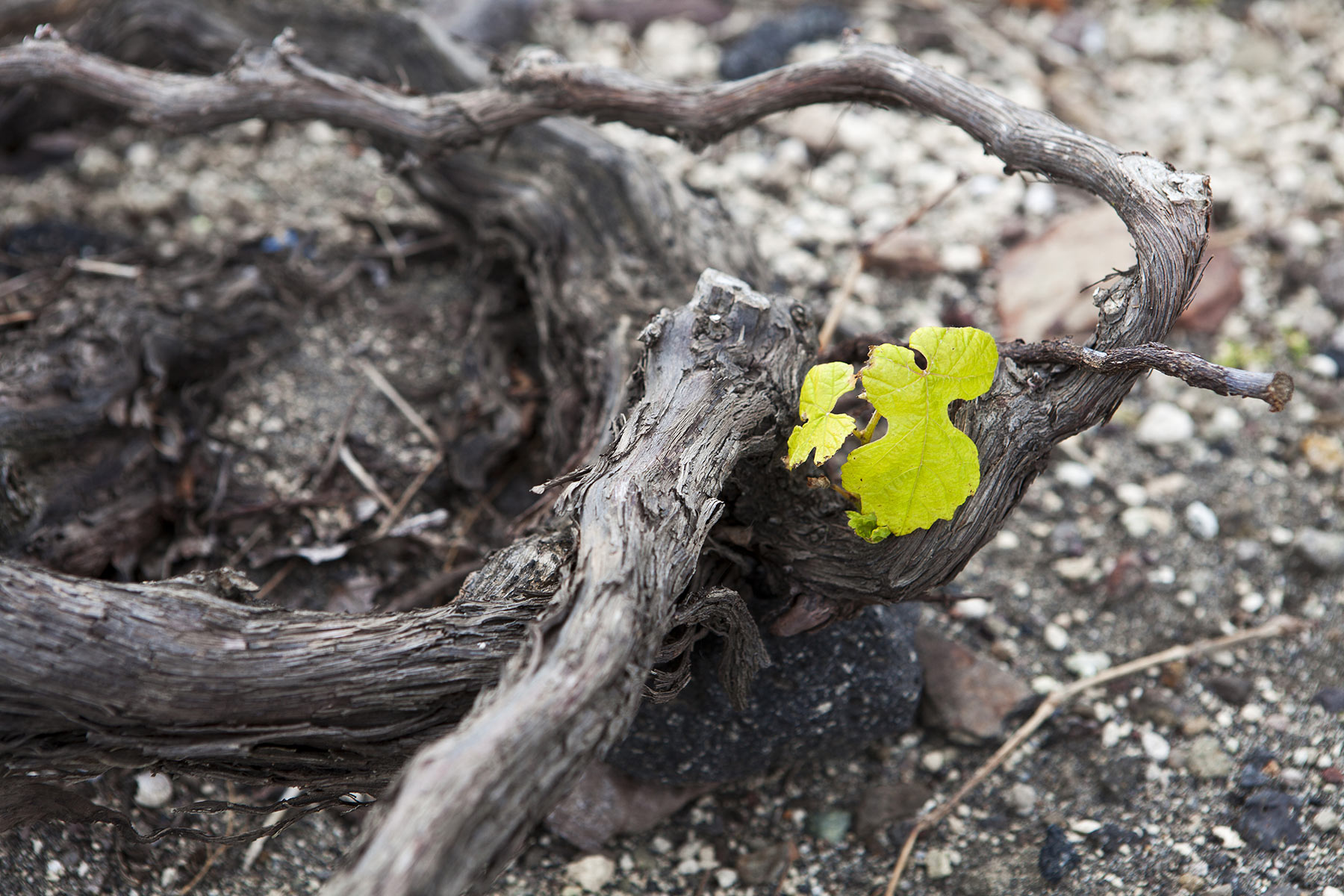 wine tours wine tasting santorini 13