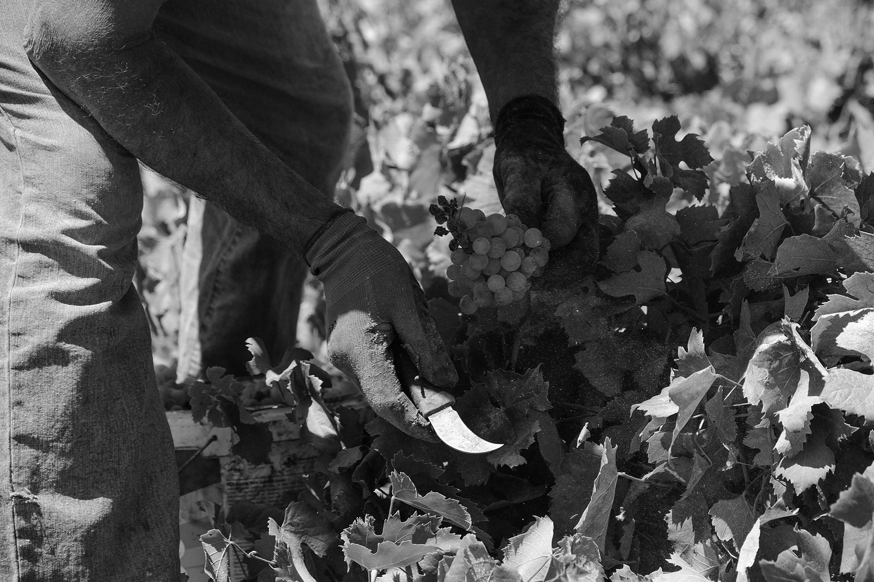 wine tours wine tasting santorini 6