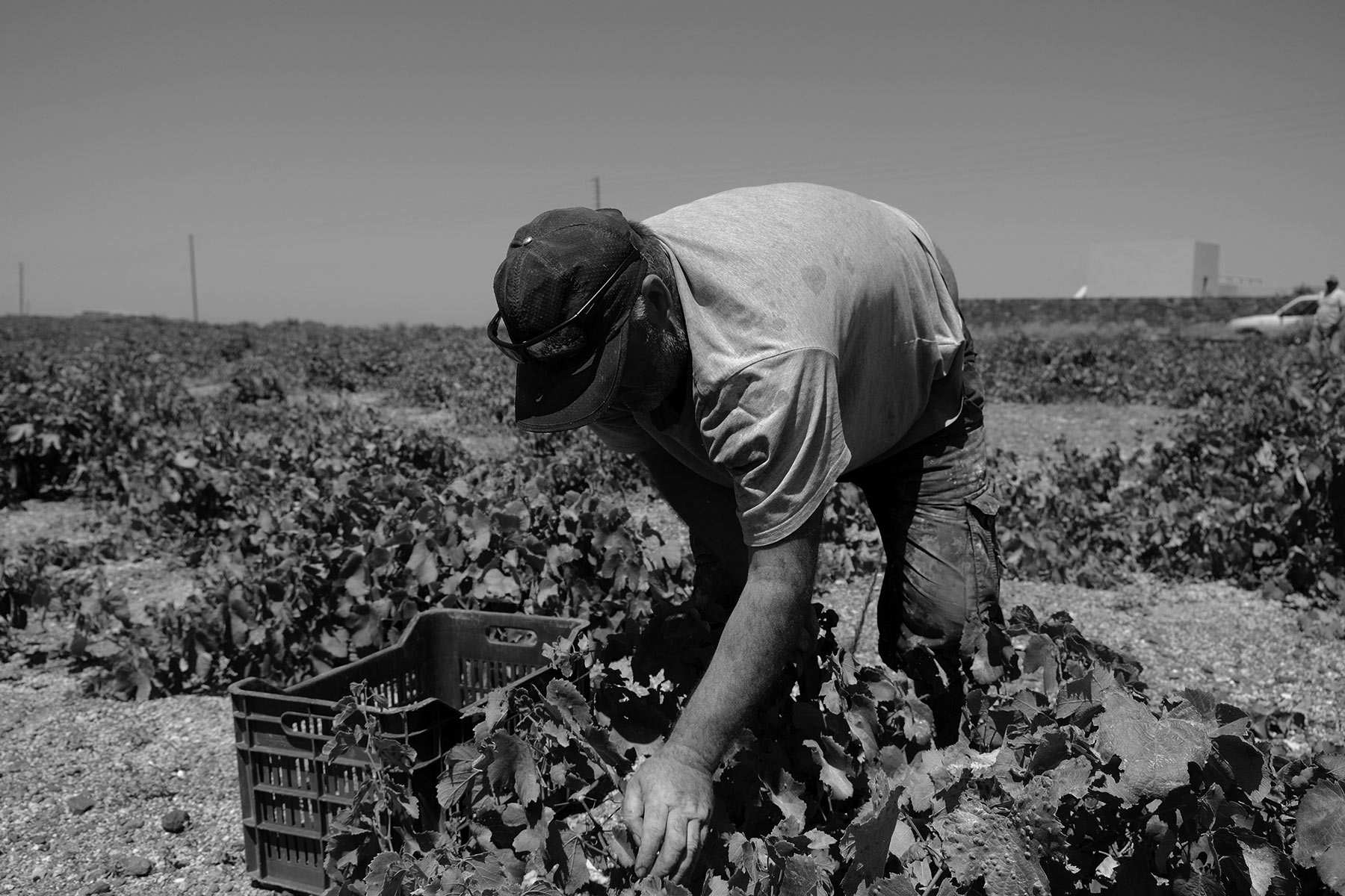 wine tours wine tasting santorini 7